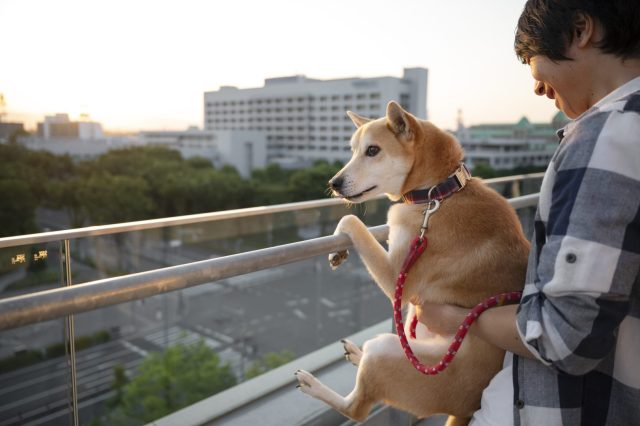 homem segurando cachorro na varanda para ele olhar a vista